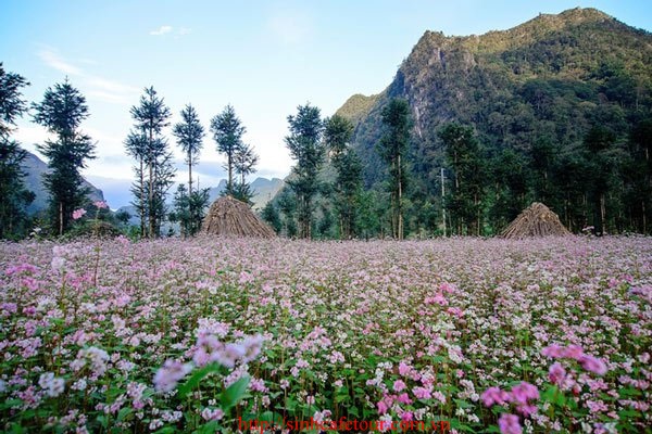 hoa tam giác mạch hà giang