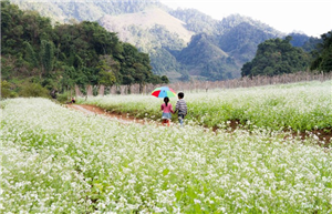 du lịch mộc châu mùa hoa cải trắng