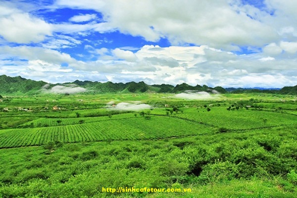 nông trường chè mộc châu